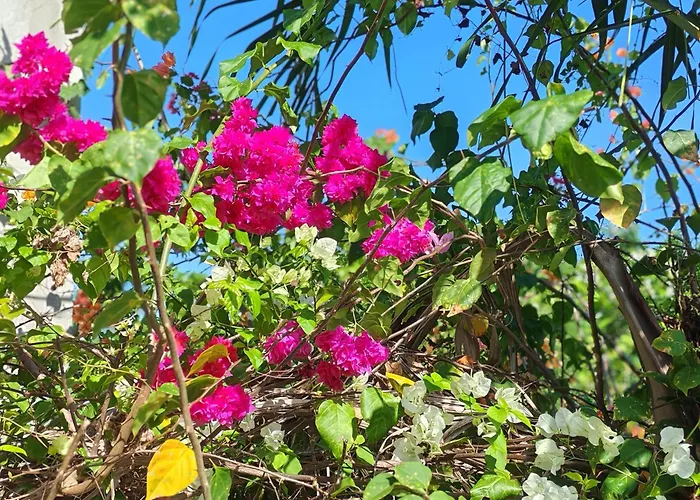 Camotes Harmony Appartamento
